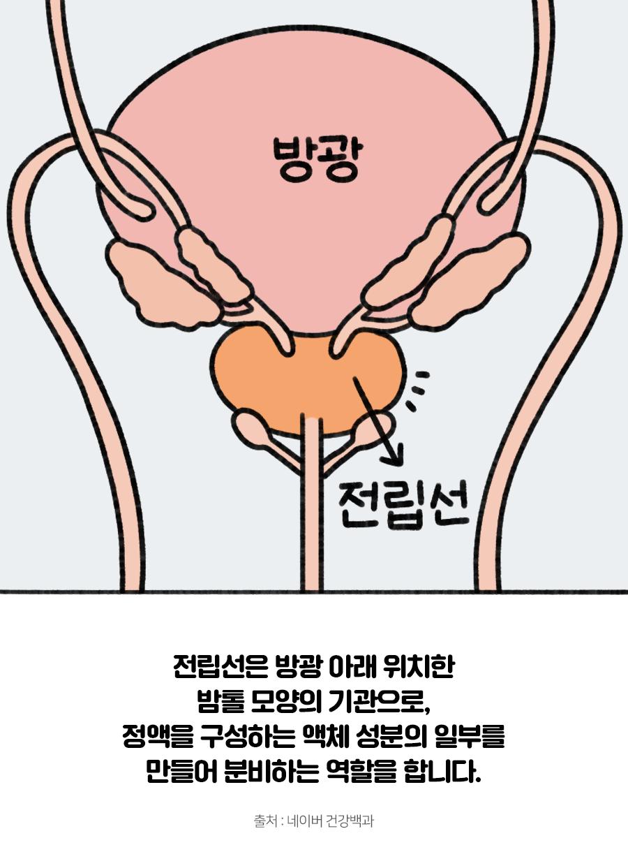 전립선 암-2