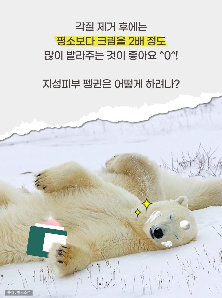 각질 제거 후에는 평소보다 크림을 2배 정도 많이 발라주는 것이 좋아요 ^O^! 지성피부 펭귄은 어떻게 하려나?