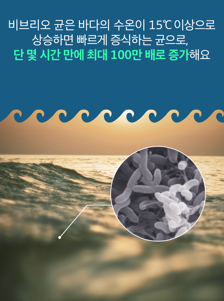 비브리오 균은 바다의 수온이 15℃ 이상으로 상승하면 빠르게 증식하는 균으로 단 몇 시간 만에 최대 100만 배로 증가해요.