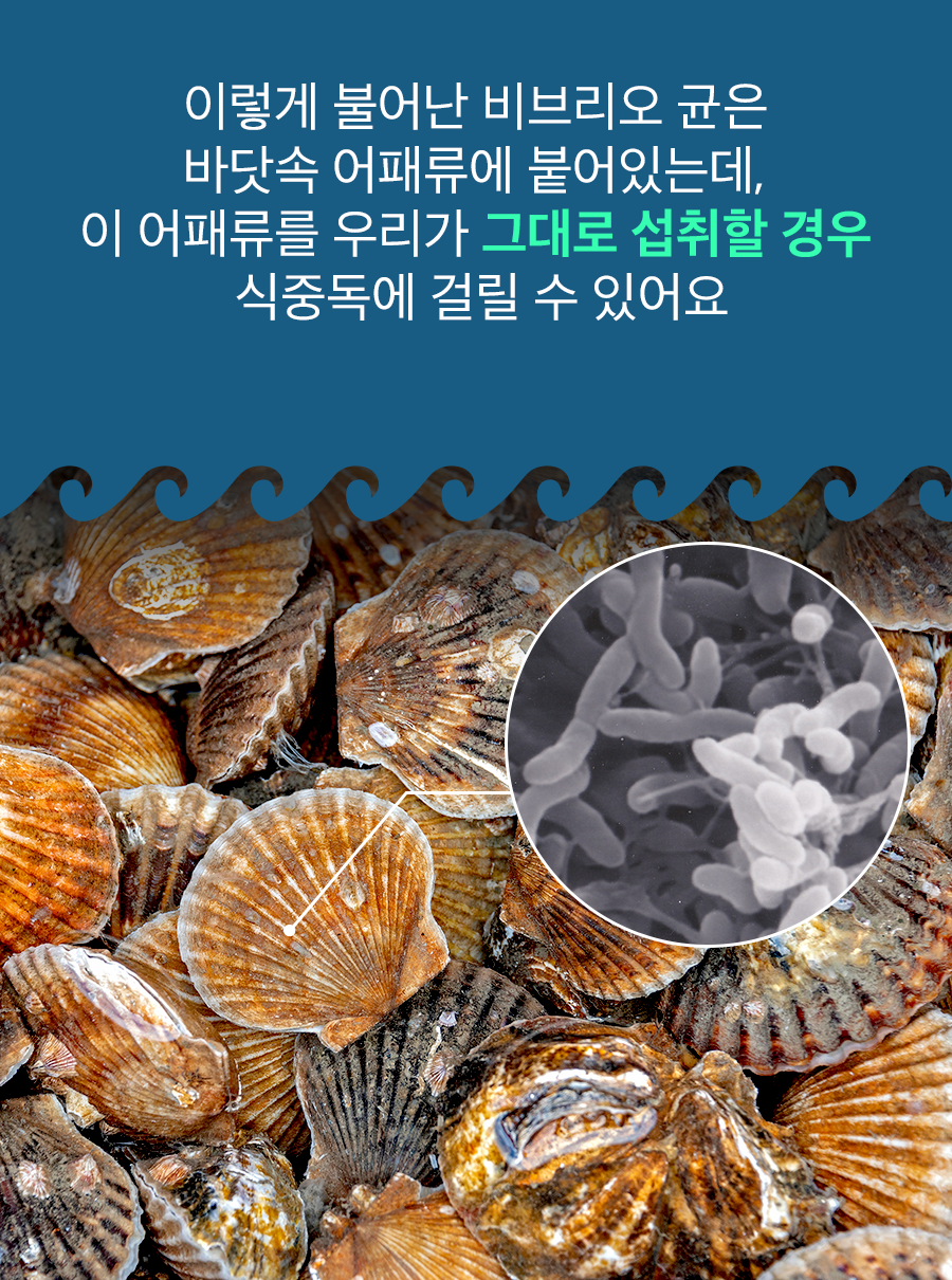 이렇게 불어난 비브리오 균은 바닷속 어패류에 붙어있는데 이 어패류를 우리가 그대로 섭취할 경우 식중독에 걸리 수 있어요.